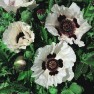 599590-papaver-orientale-checkers-royal-wedding