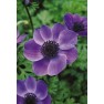 734740-anemone-coronaria-mr-fokker