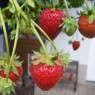 001140-doordragende-aardbei-elan-f1-golan-f1