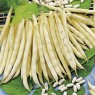 045127-droogbonen-stam-cannellino-lingot-gia-cannellone-bianco-di-lingot