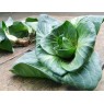 070100-groenlof-grumolo-verde