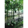 121570-kalebas-extra-long-handled-dipper