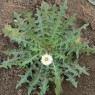 203005-molsla-witte-white-wonder