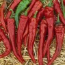 208140-peper-cayenne-piccantina-red-lombok-red-cayenne-long-slim