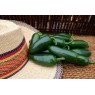 208300-peper-jalapeno-early-hot
