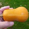 213945-pompoenen-honeynut