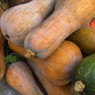 215030-pompoenen-orange-butternut