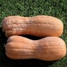 216350-pompoenen-violina-wrinkled-butternut