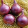 305610-grote-rode-uien-creole-red-violet-galmi