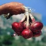 305616-grote-rode-uien-dulce-tonda-di-tropea-record-tropea-rossa-tonda