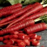 325100-zomerwortelen-red-samurai-f1