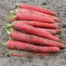 325120-zomerwortelen-redsun-f1