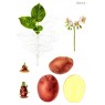 402300-aardappels-irene