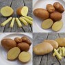 405254-aardappels-lady-amarilla