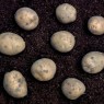 405270-aardappels-noordeling