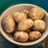 405370-aardappels-pentland-javelin