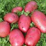 405400-aardappels-red-duke-york-rode-eersteling