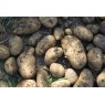 405500-aardappels-sharpes-express