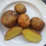 405510-aardappels-siikli-finnland