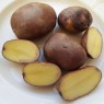405992-aardappels-barbara-zaailing-type