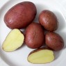 406020-aardappels-burkys-rote