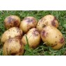 406100-aardappels-catriona