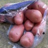 406150-aardappels-desiree
