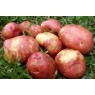407900-aardappels-red-king-edward