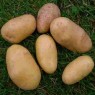 407925-aardappels-up-to-date-fin-siecle