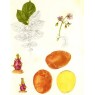 407950-aardappels-woudster