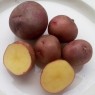 407960-aardappels-yungay-peru