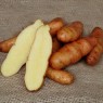 407980-aardappels-angeliter-tannenzapfen