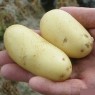 407982-aardappels-anoe