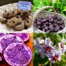 408854-aardappels-bleue-la-manche-bleue-artois-violine-boree