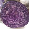 408896-aardappels-valfi-konigsblau-schwarzer-tengel