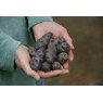 408900-aardappels-vitelotte-noir-negresse-trufe-chine