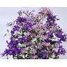 578150-campanula-lactiflora-new-hybrids-mixed