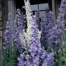 578850-campanula-pyramidalis-mix