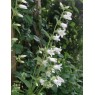 578920-campanula-trachelium-alba