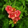 579250-campsis-radicans