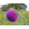 579720-carduus-nutans