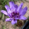 579900-catananche-caerulea-blue