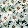 580000-catananche-caerulea-alba