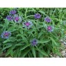 580300-centaurea-montana