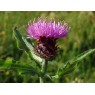 580310-centaurea-nigra