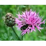 580340-centaurea-scabiosa