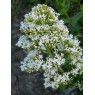 580440-centranthus-ruber-snowcloud