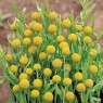 580490-cephalophora-aromatica