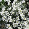 580600-cerastium-tomentosum-biebersteinii