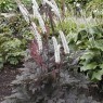581670-cimicifuga-ramosa-brunette-atropurpurea